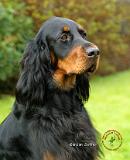 Gordon Setter